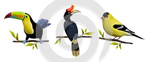 Set birds isolated on a white background. Ð¡ollection macro icons. Rainbow toucan, american goldfinch and rhinoceros hornbill