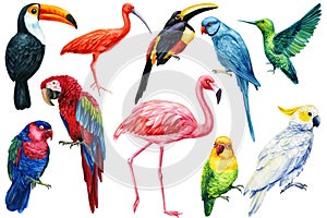 Set of birds, parrot, flamingo, hummingbird and toucan, isolated white background, watercolor hand drawn collection