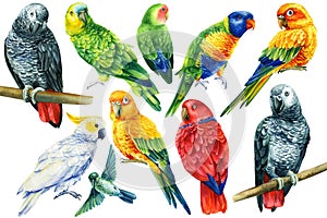 Set of birds, parrots on an isolated white background, watercolor illustration,