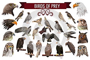 Set of birds of prey, vector illustrations