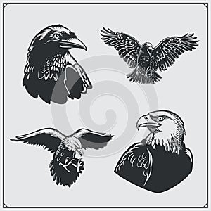 Set of birds. Ravens and eagles.