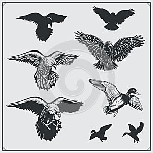 Set of birds. Ravens, eagles and ducks.