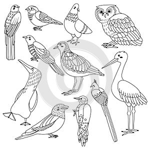 Set of birds trogon, sparrow, dove, owl, cuckoo, plover, sula nebouxii, coracias garrulus, woodpecker, coliiformes, stork