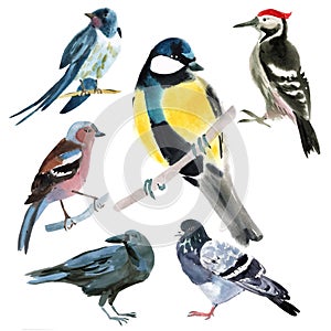 Un conjunto compuesto por observación de aves. acuarela ilustraciones en blanco 