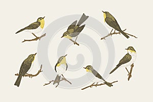 Set with birds. Willow warblers