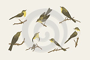 Set with birds. Willow warblers photo