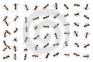 Black ants