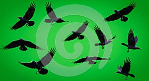 Set of black crows and ravens flying in different poses isolated on a green screen.