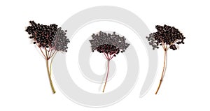 Set of black elderberries isolated on a white background. European elder, black elder, wallwort. Healthy berries. Top view, flat