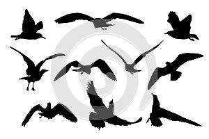 Set of black flying seagull silhouettes isolated on white background.