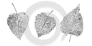 Set of black gray skeletons leaves on white background. Fallen foliage for autumn designs. Natural leaf aspen and birch