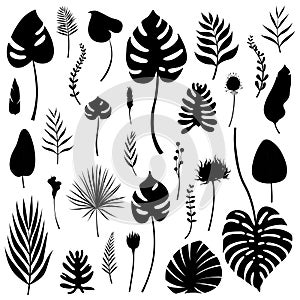 Set of black isolated silhouettes of tropical leaves, grasses and flowers of various kinds. Vector illustration