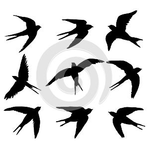 A set of black isolated vector silhouettes of a swallow, a bird on a white background.