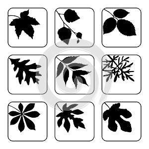 Set of black leaves