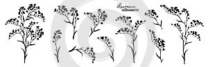 Set of black limonium branches. Vector illustration