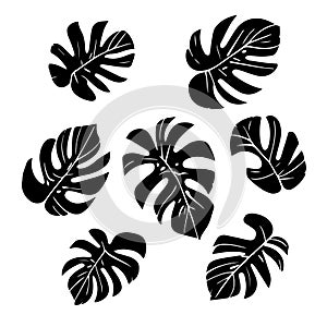 Set of black Monstera plant leaves, Vector. black tropical leaves on a white background. Icons with tropical palm leaves