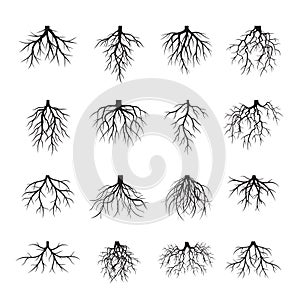 Set of Black Roots. Vector Illustration.