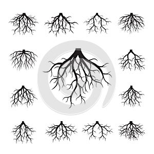 Set of Black Roots. Vector Illustration.