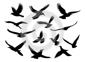 Set of black silhouettes of flying birds. Vector illustration isolated on white background