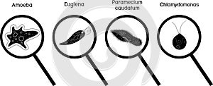Set of black silhouettes of microscopic protozoa unicellular organisms: Paramecium caudatum, Amoeba proteus,