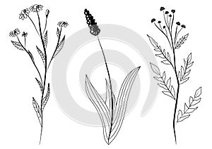 Set of black sketch three meadow grass flower. Chamomile,  plantago