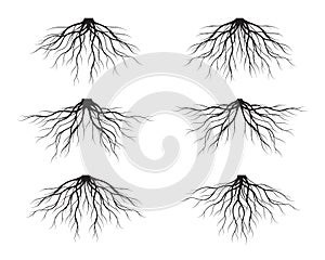 Set of Black Tree Roots. Vector outline Illustration and nature image