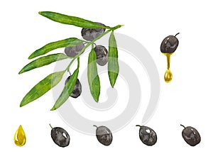 Set of black watercolor olives with leaves. Ripe harves fruit with drops of oil and twig or branch of tree. Collection