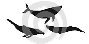 Set black whale, cachalot, narwhal, unicorn-fish, killer whale, white whale or sperm whale sign icon on white background. Vector