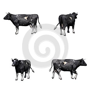 Set of black white cow on white background