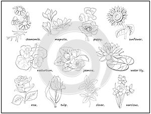 Set of black and white illustrations with different flowers for coloring book. Worksheet for children and adults.