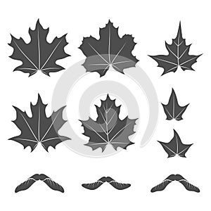 Set of black and white illustrations with maple leaves and seeds. Isolated vector objects.