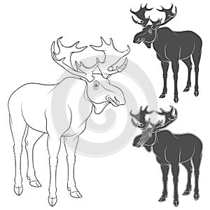 Set of black and white illustrations with moose, elk. Isolated vector objects.