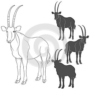 Set of black and white illustrations with oryx antelope. Isolated vector objects.