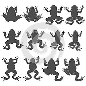 Set of black and white illustrations with tree and river frogs. Isolated vector objects.