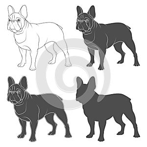 Set of black and white images of a French bulldog. Isolated vector objects.