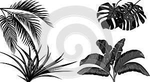 Set. Black and white leaves of banana, coconut , monstera and ogawa.Tropical for print, picture or postcard