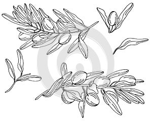 Set of black and white olive branches