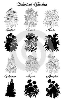 Set of black and white outline flowers -hemlock, delphinium, coneflower, godetia, nemophila
