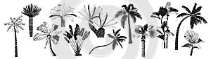 Set Of Black and White Palm Trees, Isolated Icons Providing Tropical Ambiance With Their Graceful Fronds And Trunks
