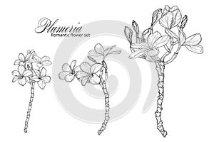 a set of black and white plumery colors. Plumeria. Vector flowers.