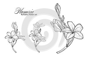 a set of black and white plumery colors. Plumeria. Vector flowers.