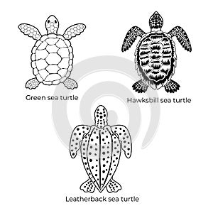 Set of black and white vector cliparts of Green sea turtle, Hawksbill sea turtle and Leatherback sea turtle. Three species of