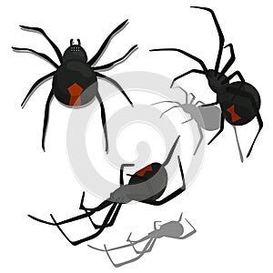Set of Black Widow Spider Isolated