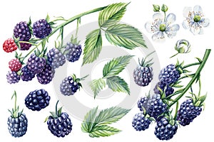 Set blackberries on a branch, isolated white background. Watercolor botanical illustration, Floral design elements