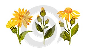 Set of blooming Jerusalem artichoke flowers. Sunroot, sunchoke or topinambour plant cartoon vector illustration