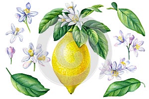 Set of blooming lemon, leaves, flowers on isolated white background, watercolor illustration, citrus fruit