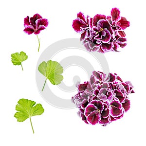 Set of blooming velvet purple geranium flower is isolated on whi