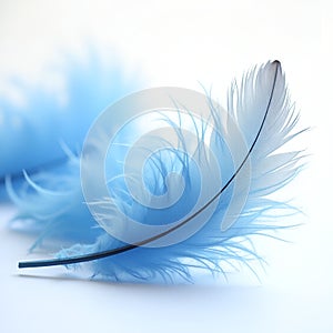 Set of blue feathers isolated on transparent background photo
