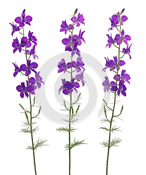 Set of blue field flowers