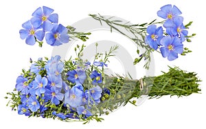 Set of blue Flax flowers isolated on white background. Linum usitatissimum
